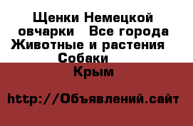 Щенки Немецкой овчарки - Все города Животные и растения » Собаки   . Крым